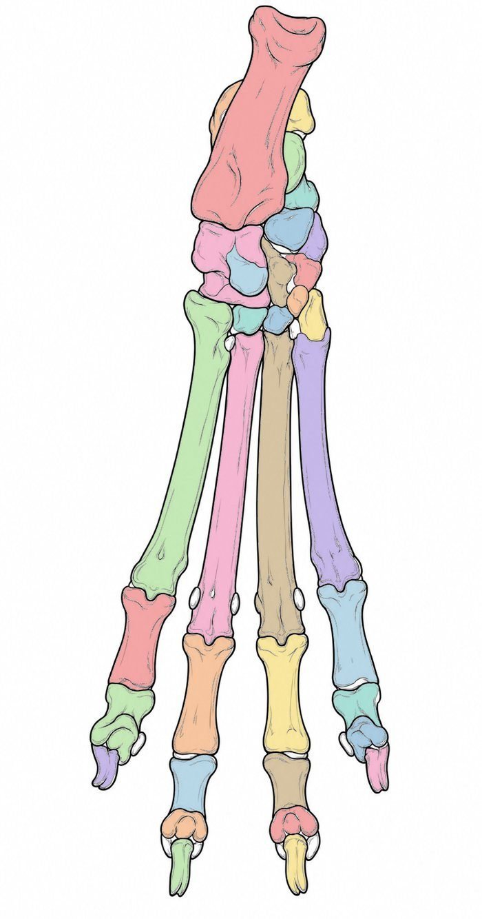 Huesos del pie del perro coloreados