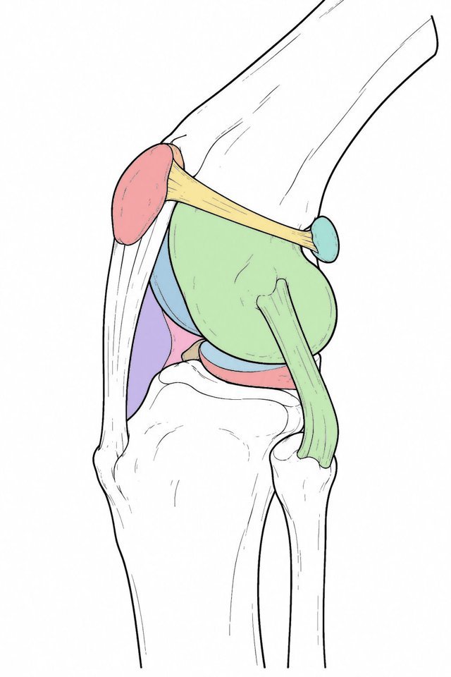 Rodilla del perro coloreada