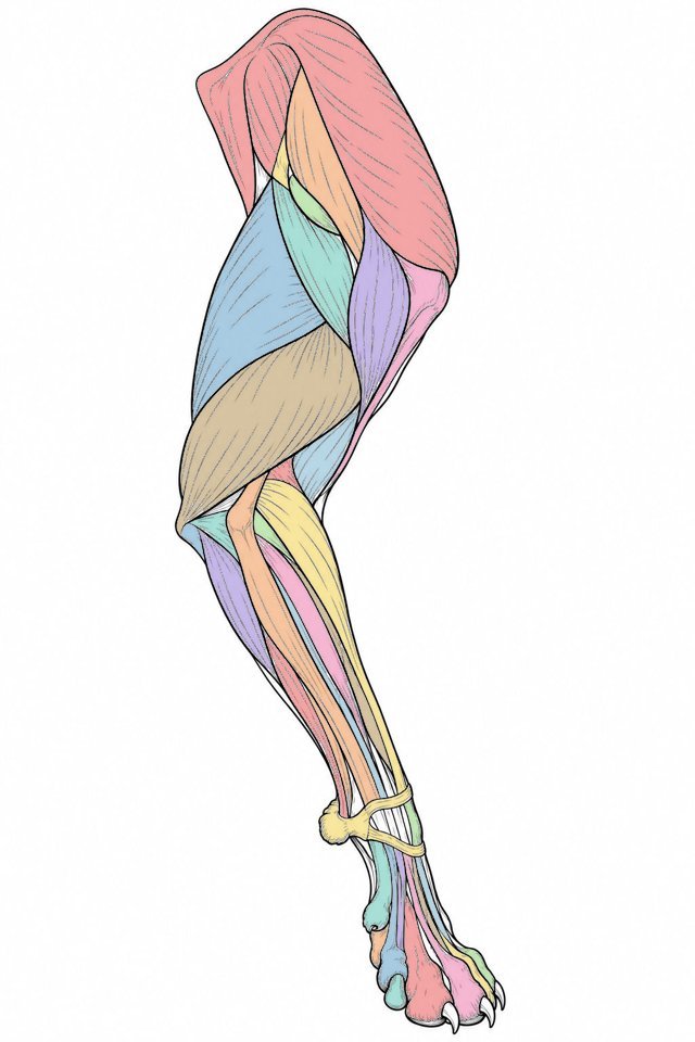 Músculos del miembro torácico coloreados