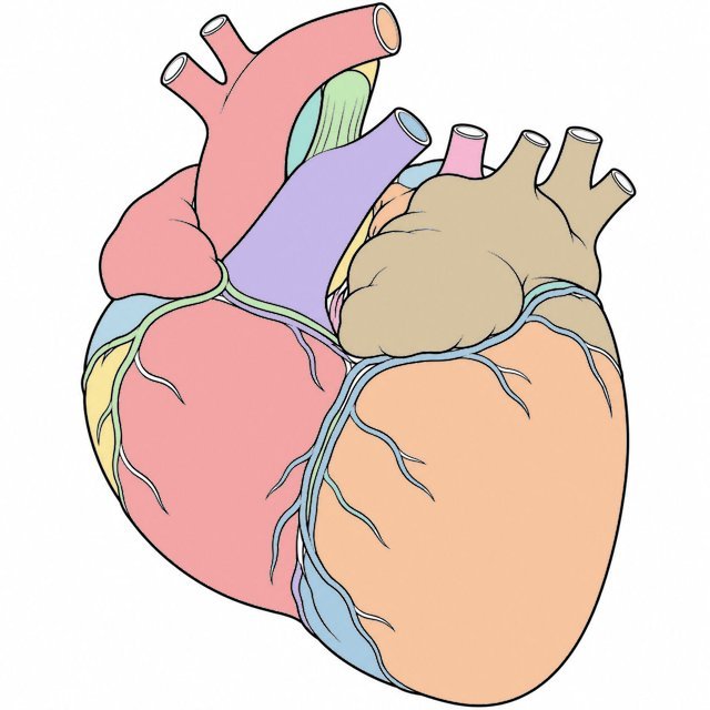 Corazón del perro coloreado