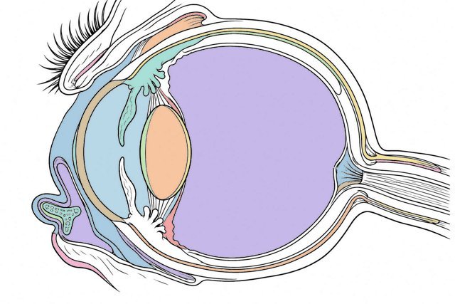 Globo ocular en corte, coloreado