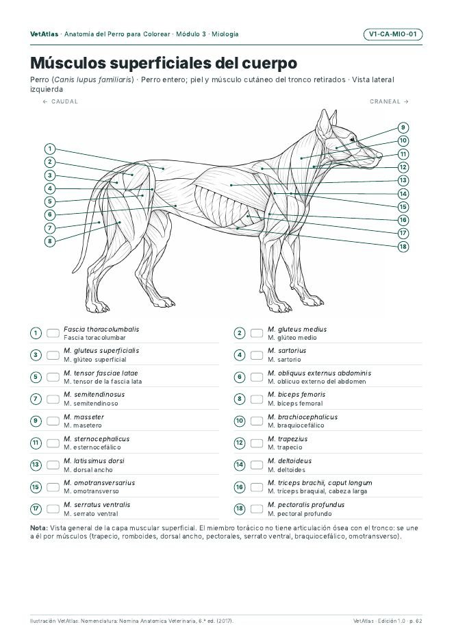 Página del Atlas: músculos superficiales del cuerpo con leyenda